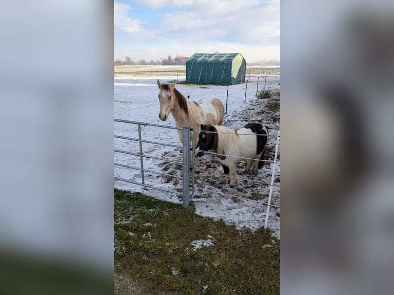 Paint Horse Hongre 3 Ans 150 cm Tobiano-toutes couleurs in Mamming