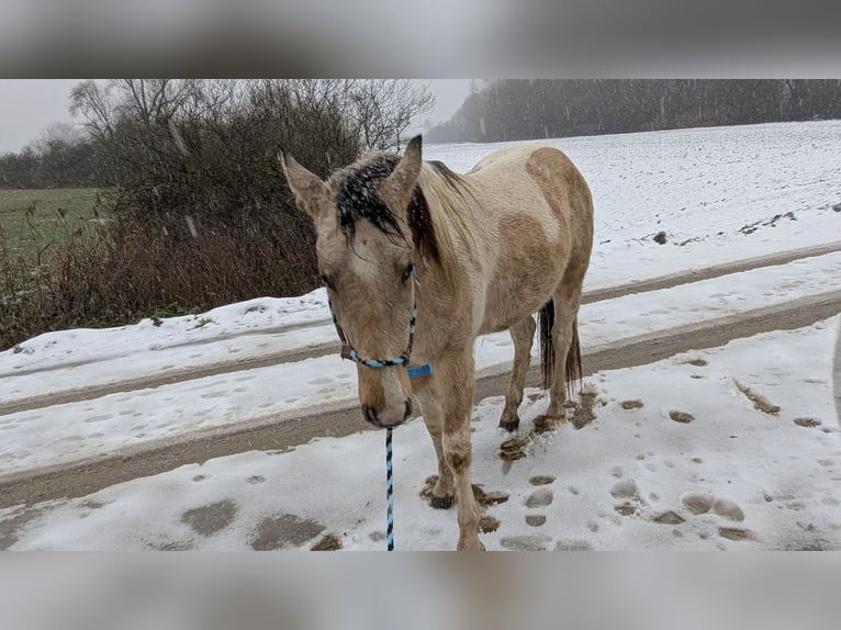 Paint Horse Hongre 3 Ans 150 cm Tobiano-toutes couleurs in Mamming