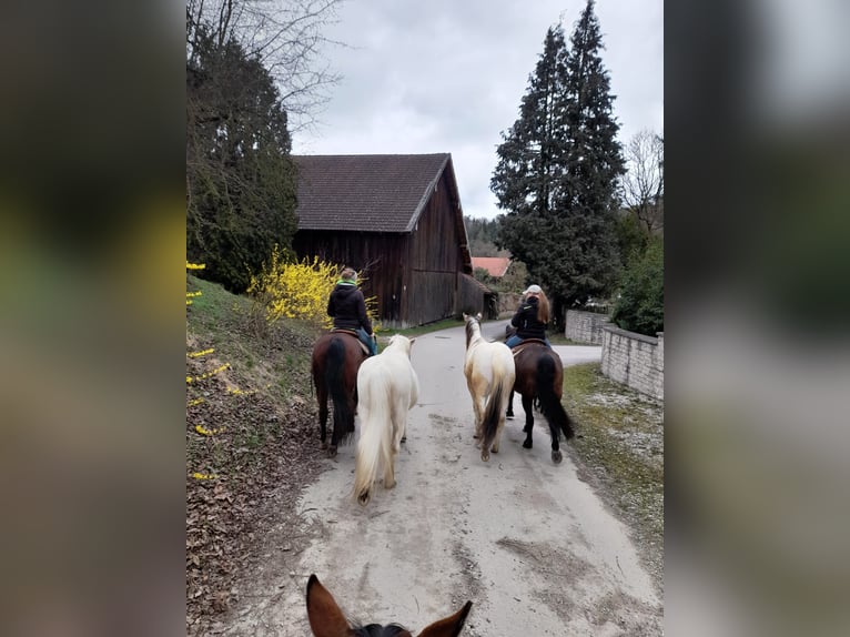 Paint Horse Hongre 3 Ans 150 cm Tobiano-toutes couleurs in Mamming