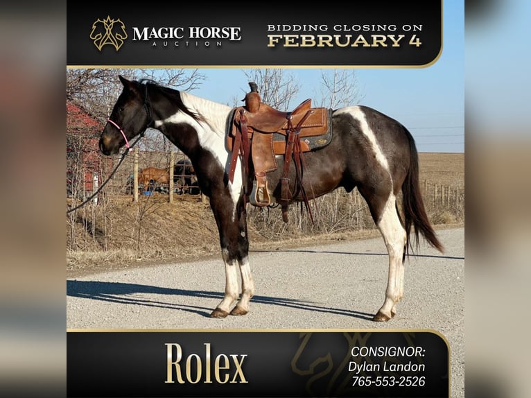 Paint Horse Croisé Hongre 3 Ans 152 cm Rouan Bleu in Van Horne