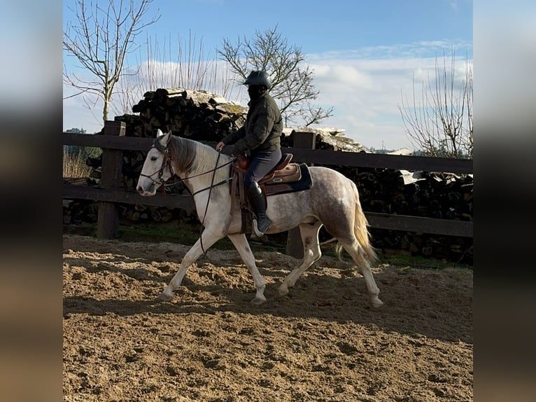 Paint Horse Croisé Hongre 3 Ans 153 cm Pinto in Daleiden