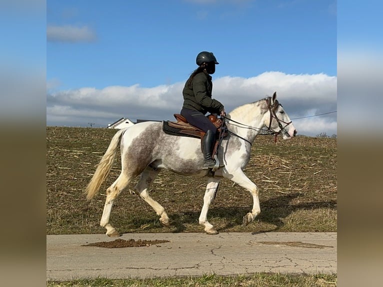 Paint Horse Croisé Hongre 3 Ans 153 cm Pinto in Daleiden