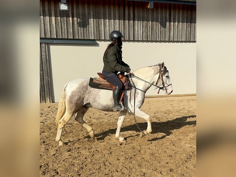 Paint Horse Croisé Hongre 3 Ans 153 cm Pinto in Daleiden