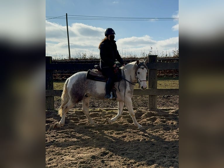 Paint Horse Croisé Hongre 3 Ans 153 cm Pinto in Daleiden