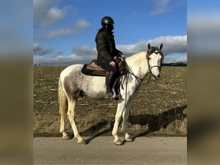 Paint Horse Croisé Hongre 3 Ans 153 cm Pinto in Daleiden