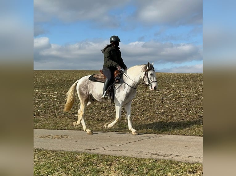 Paint Horse Croisé Hongre 3 Ans 153 cm Pinto in Daleiden