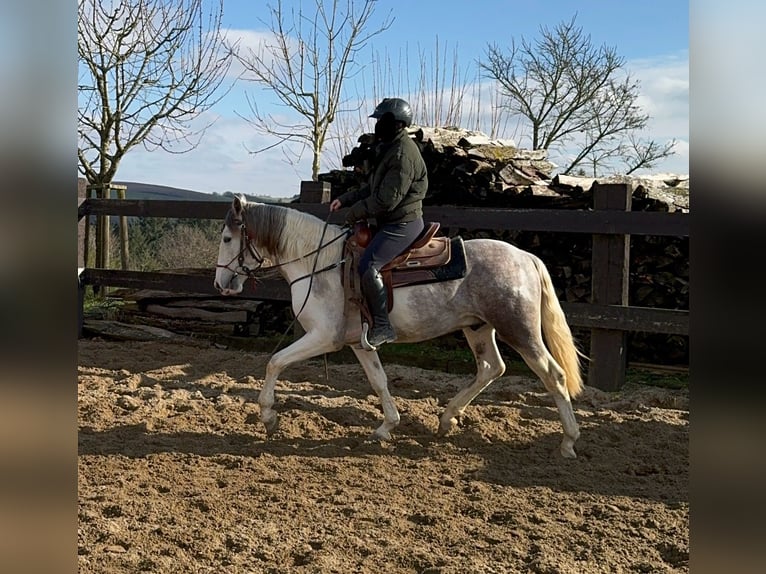 Paint Horse Croisé Hongre 3 Ans 153 cm Pinto in Daleiden