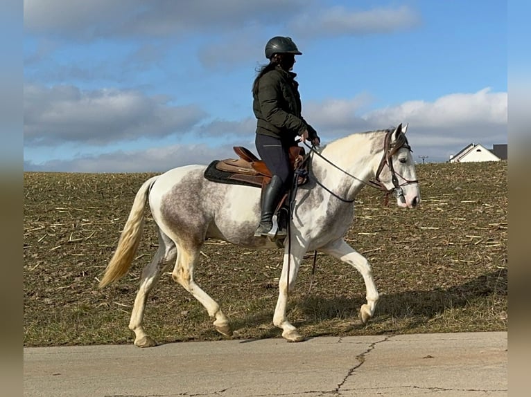 Paint Horse Croisé Hongre 3 Ans 153 cm Pinto in Daleiden