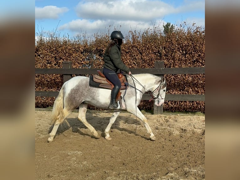 Paint Horse Croisé Hongre 3 Ans 153 cm Pinto in Daleiden