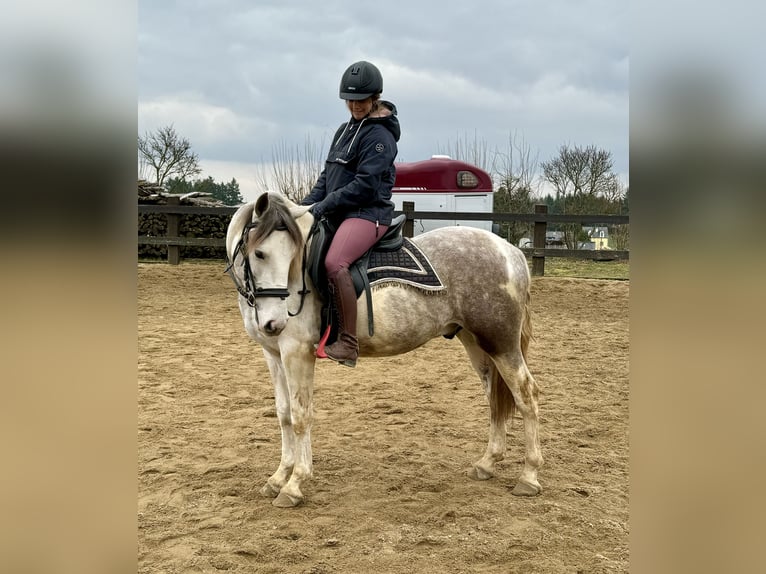 Paint Horse Croisé Hongre 3 Ans 153 cm Pinto in Daleiden