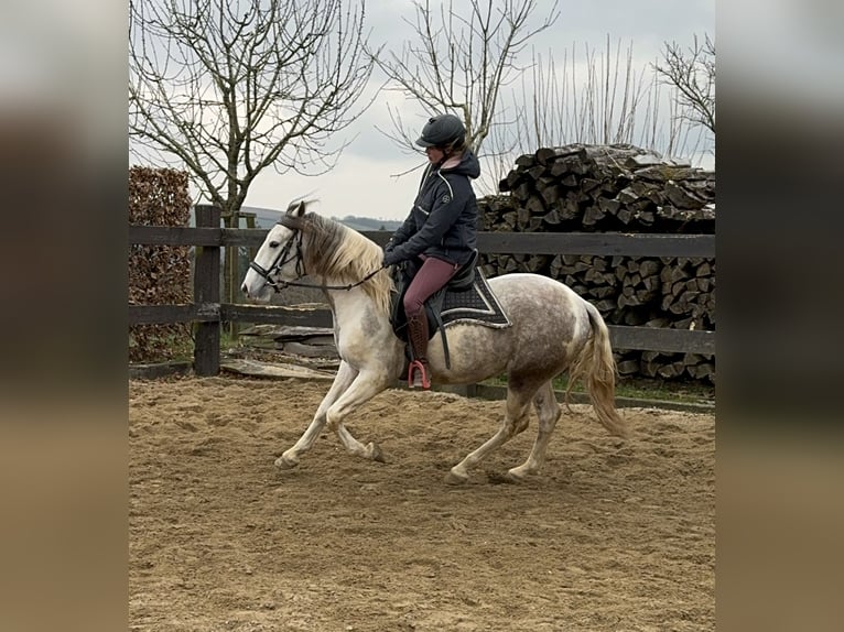 Paint Horse Croisé Hongre 3 Ans 153 cm Pinto in Daleiden