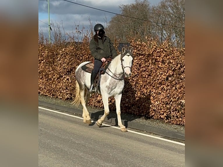 Paint Horse Croisé Hongre 3 Ans 153 cm Pinto in Daleiden