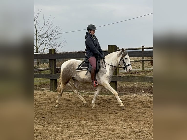 Paint Horse Croisé Hongre 3 Ans 153 cm Pinto in Daleiden