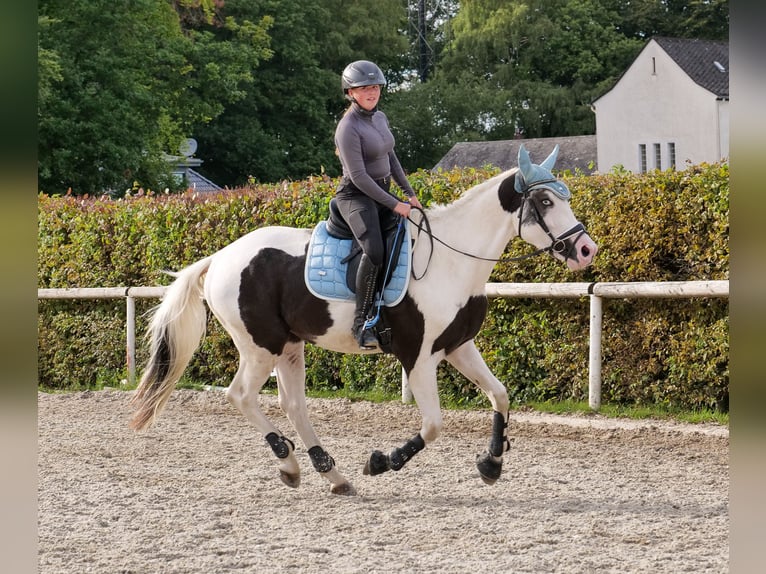 Paint Horse Croisé Hongre 3 Ans 155 cm Pinto in Neustadt (Wied)