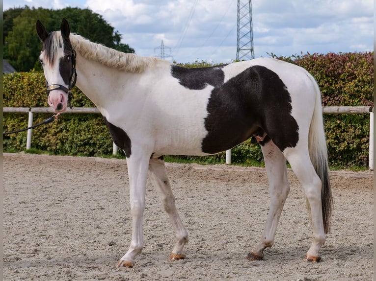 Paint Horse Croisé Hongre 3 Ans 155 cm Pinto in Neustadt (Wied)