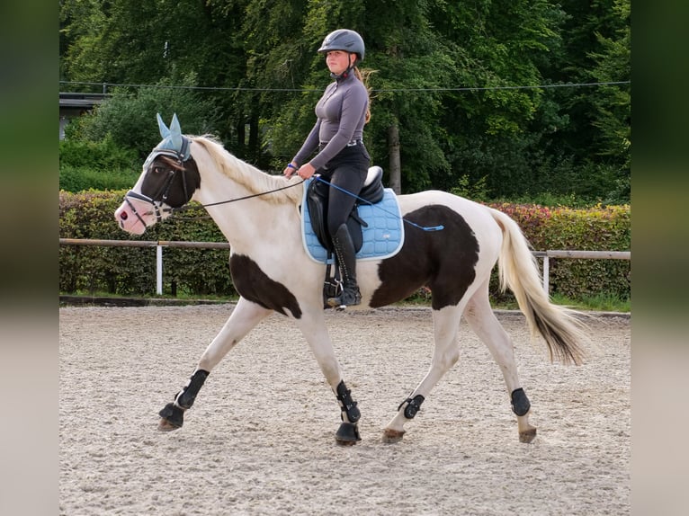Paint Horse Croisé Hongre 3 Ans 155 cm Pinto in Neustadt (Wied)