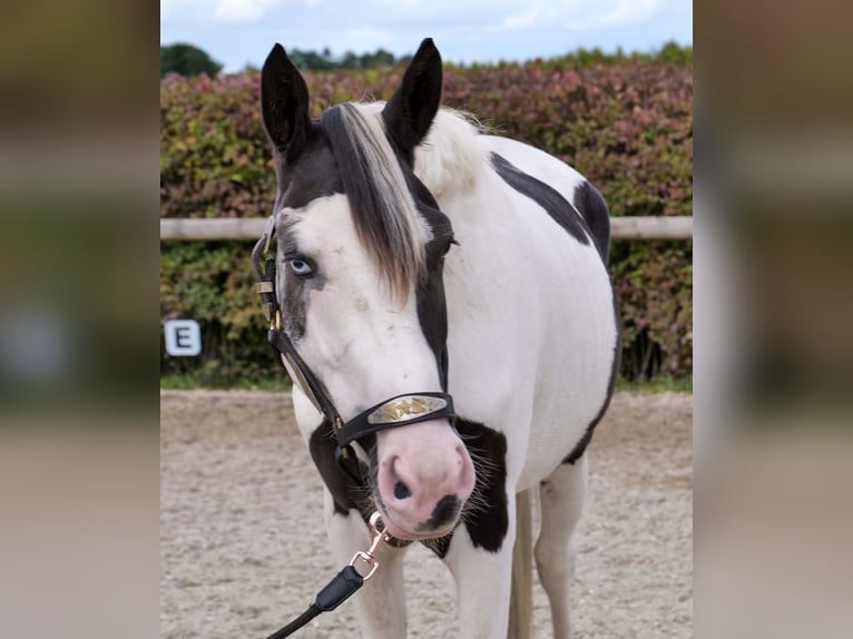 Paint Horse Croisé Hongre 3 Ans 155 cm Pinto in Neustadt (Wied)
