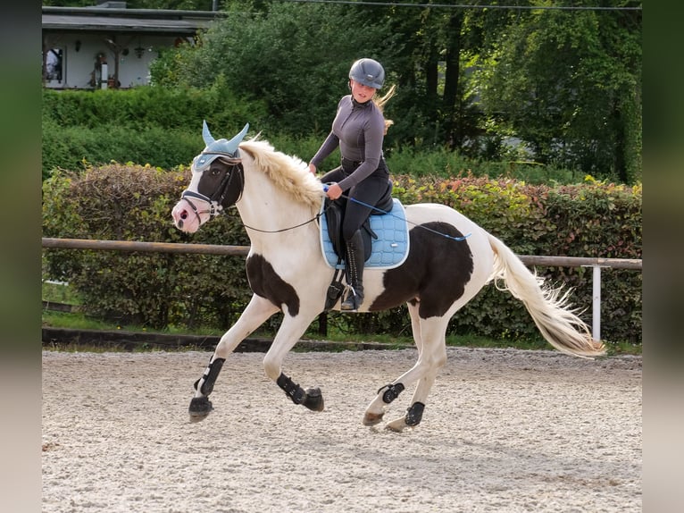 Paint Horse Croisé Hongre 3 Ans 155 cm Pinto in Neustadt (Wied)