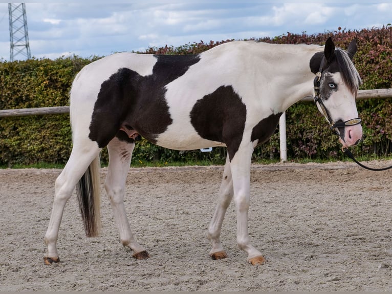 Paint Horse Croisé Hongre 3 Ans 155 cm Pinto in Neustadt (Wied)