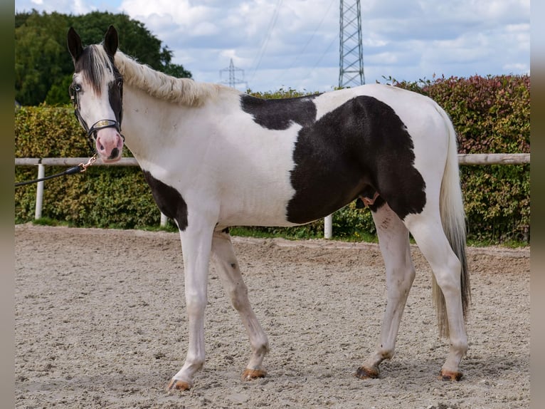 Paint Horse Croisé Hongre 3 Ans 155 cm Pinto in Neustadt (Wied)