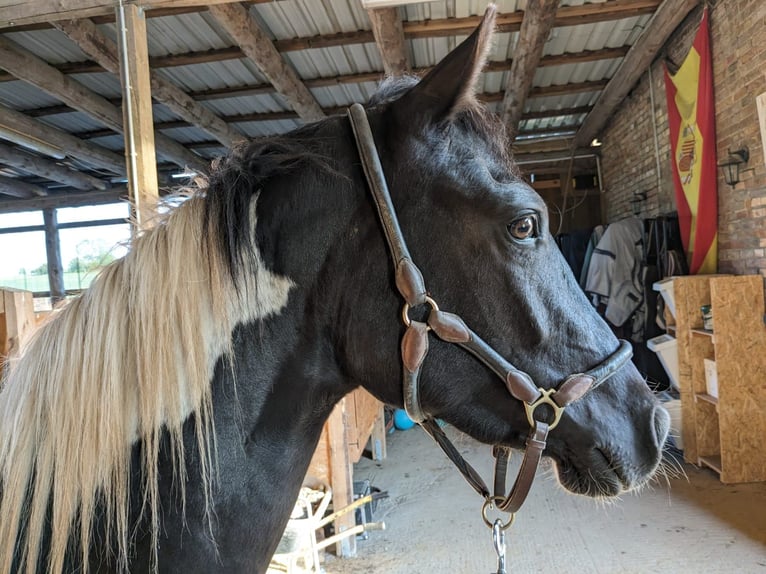 Paint Horse Croisé Hongre 3 Ans 157 cm Pinto in Wiendorf