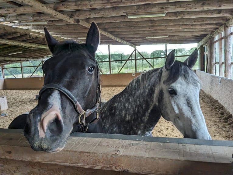 Paint Horse Croisé Hongre 3 Ans 157 cm Pinto in Wiendorf