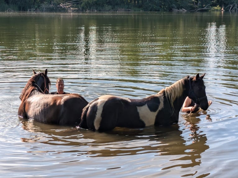 Paint Horse Croisé Hongre 3 Ans 157 cm Pinto in Wiendorf