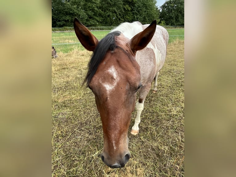 Paint Horse Hongre 3 Ans Tobiano-toutes couleurs in Limburgerhof