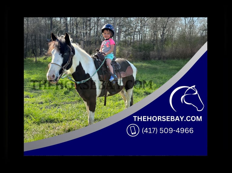 Paint Horse Hongre 4 Ans 140 cm Tobiano-toutes couleurs in Rocky Mount, NC