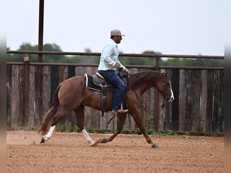 Paint Horse Hongre 4 Ans 142 cm Alezan cuivré in Waco