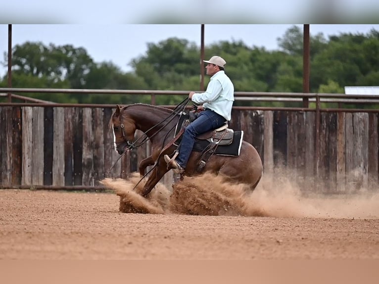 Paint Horse Hongre 4 Ans 142 cm Alezan cuivré in Waco