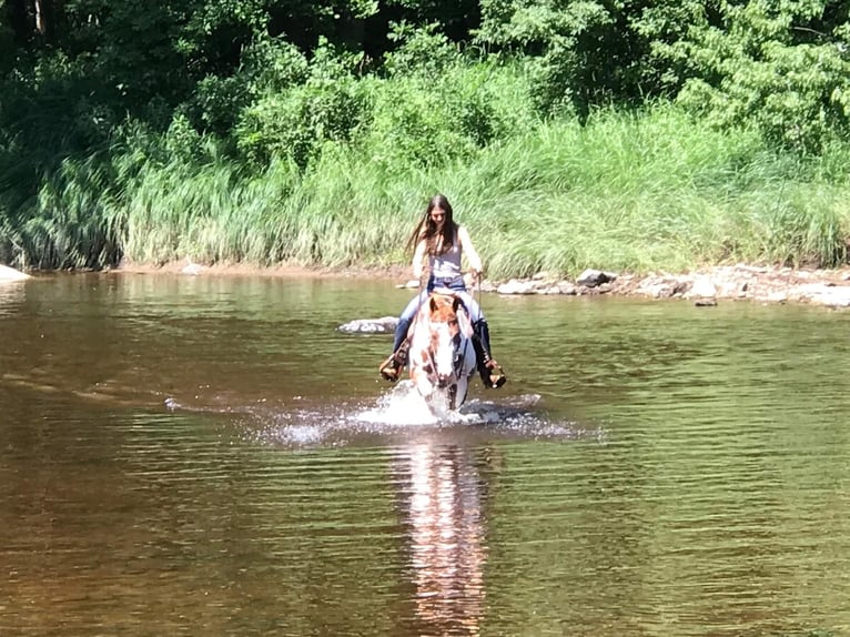 Paint Horse Hongre 4 Ans 142 cm Pinto in Fort worth Texas