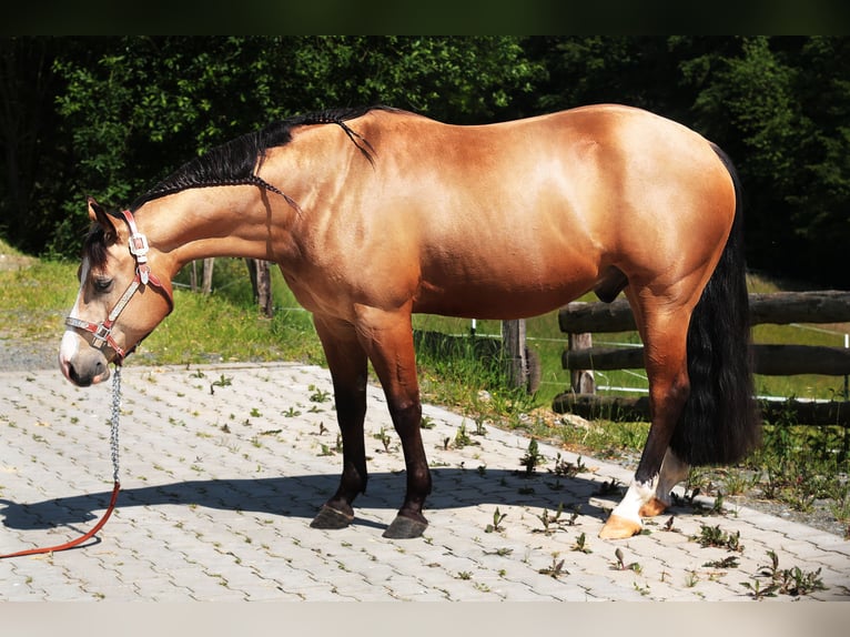 Paint Horse Hongre 4 Ans 145 cm Buckskin in WindeckWindeck