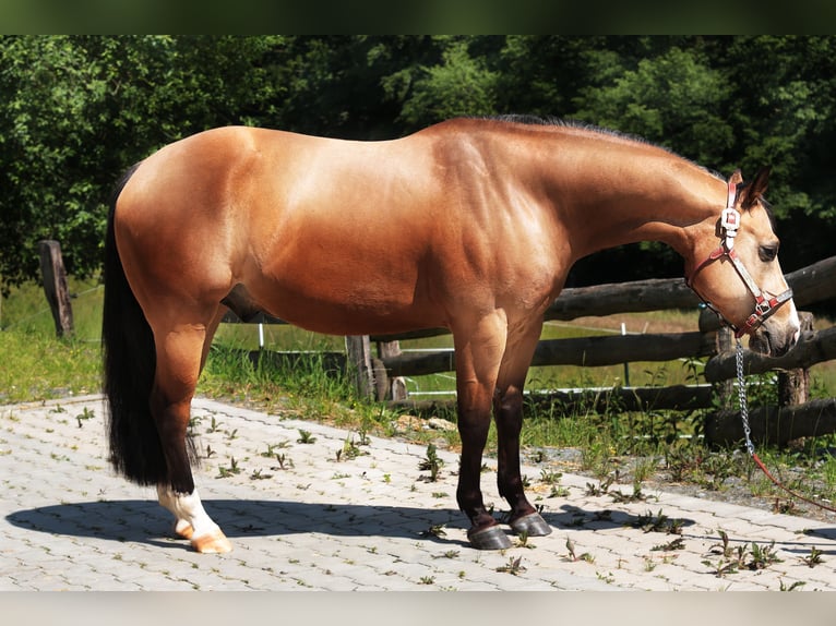 Paint Horse Hongre 4 Ans 145 cm Buckskin in WindeckWindeck