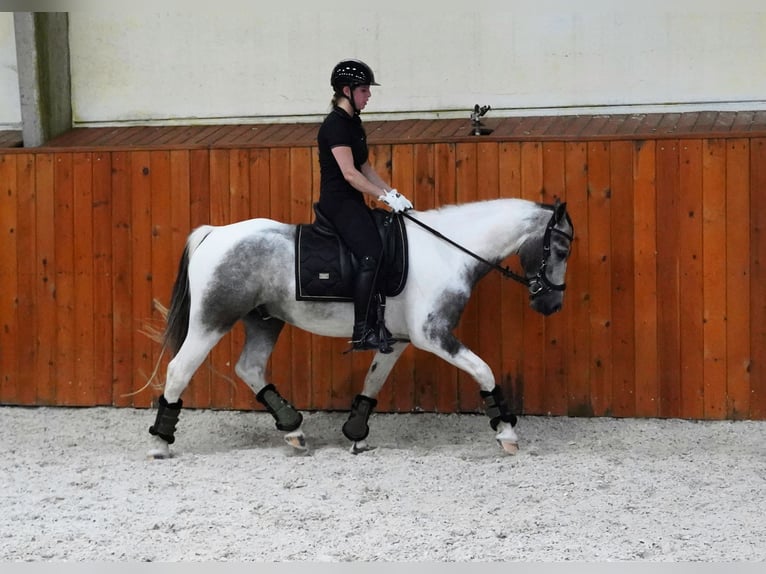 Paint Horse Hongre 4 Ans 147 cm Pinto in Heuvelland