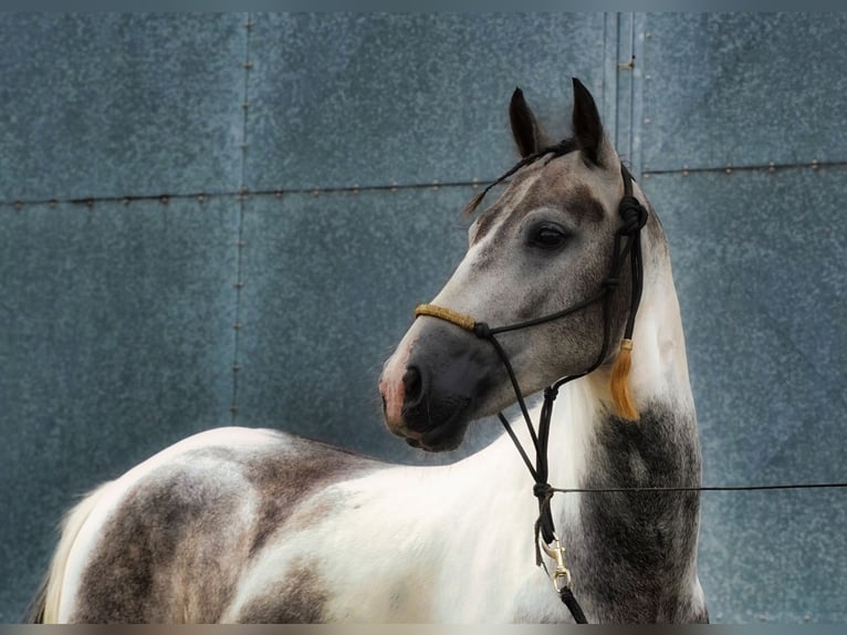 Paint Horse Hongre 4 Ans 147 cm Pinto in Heuvelland