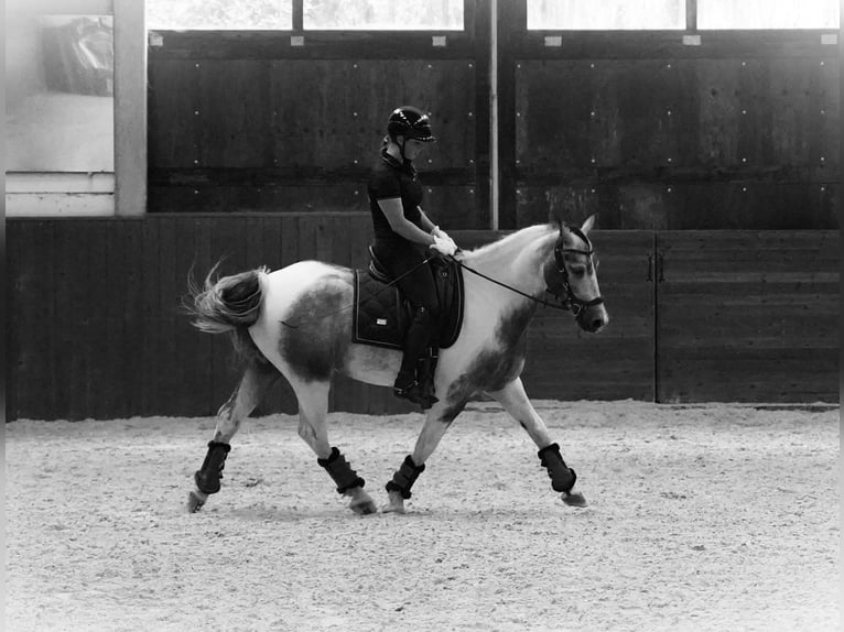 Paint Horse Hongre 4 Ans 147 cm Pinto in Heuvelland