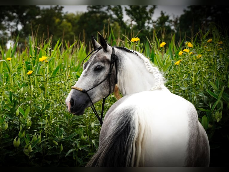 Paint Horse Hongre 4 Ans 147 cm Pinto in Heuvelland