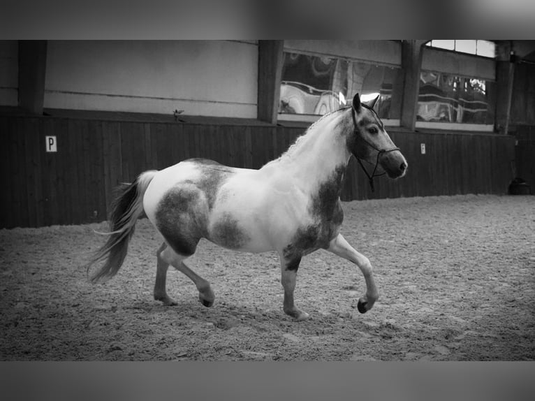 Paint Horse Hongre 4 Ans 147 cm Pinto in Heuvelland