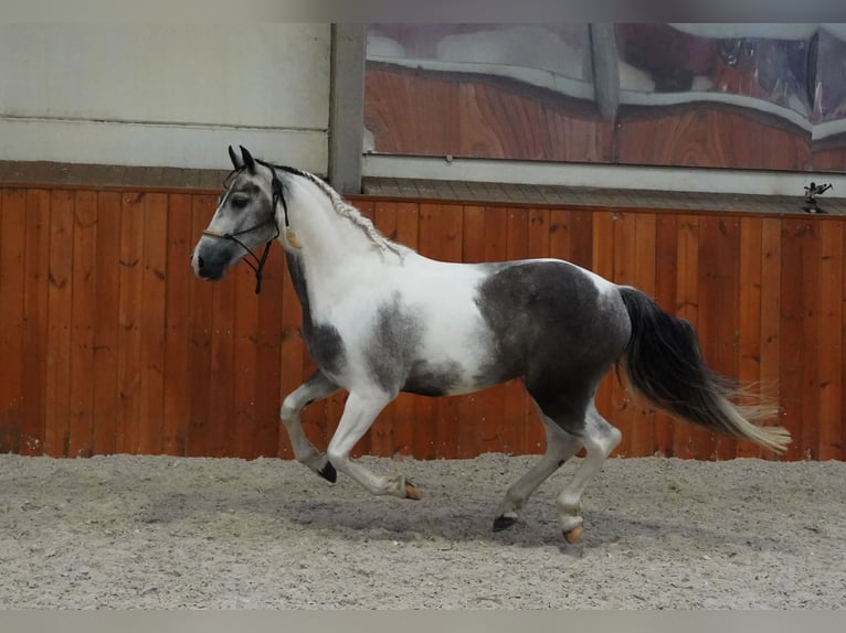 Paint Horse Hongre 4 Ans 147 cm Pinto in Heuvelland