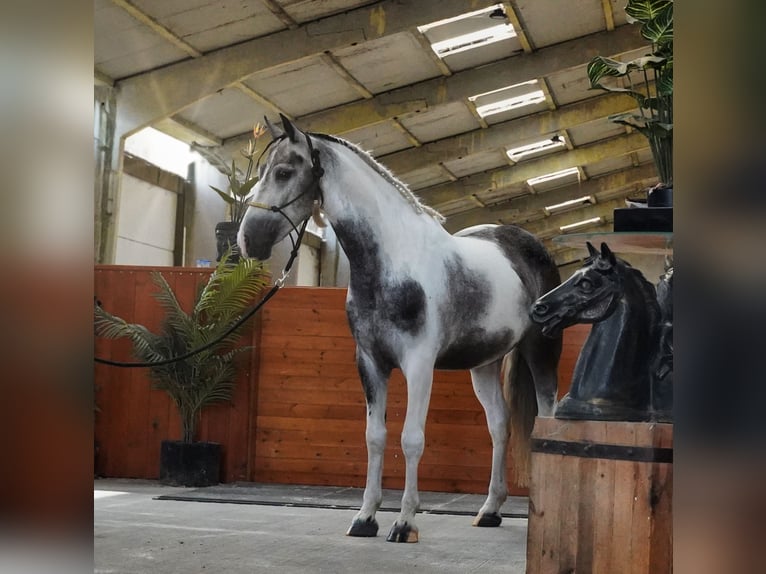 Paint Horse Hongre 4 Ans 147 cm Pinto in Heuvelland