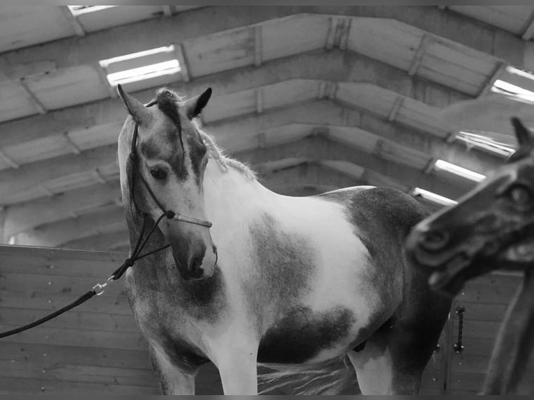 Paint Horse Hongre 4 Ans 147 cm Pinto in Heuvelland