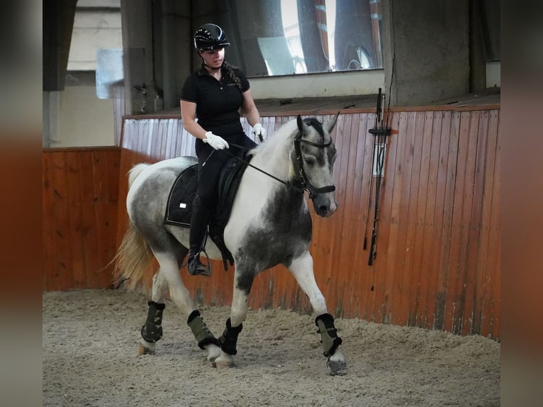 Paint Horse Hongre 4 Ans 147 cm Pinto in Heuvelland