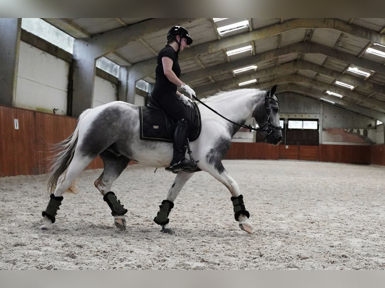 Paint Horse Hongre 4 Ans 147 cm Pinto in Heuvelland