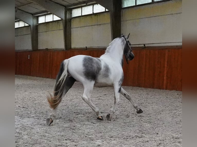 Paint Horse Hongre 4 Ans 147 cm Pinto in Heuvelland