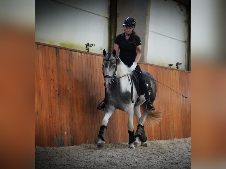 Paint Horse Hongre 4 Ans 147 cm Pinto in Heuvelland