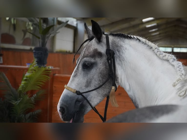 Paint Horse Hongre 4 Ans 147 cm Pinto in Heuvelland