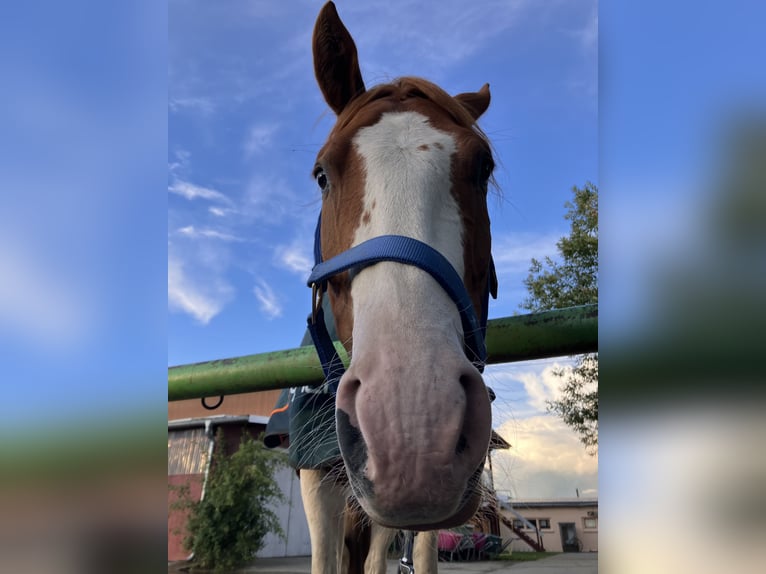 Paint Horse Hongre 4 Ans 150 cm Tobiano-toutes couleurs in Brandenburg an der Havel