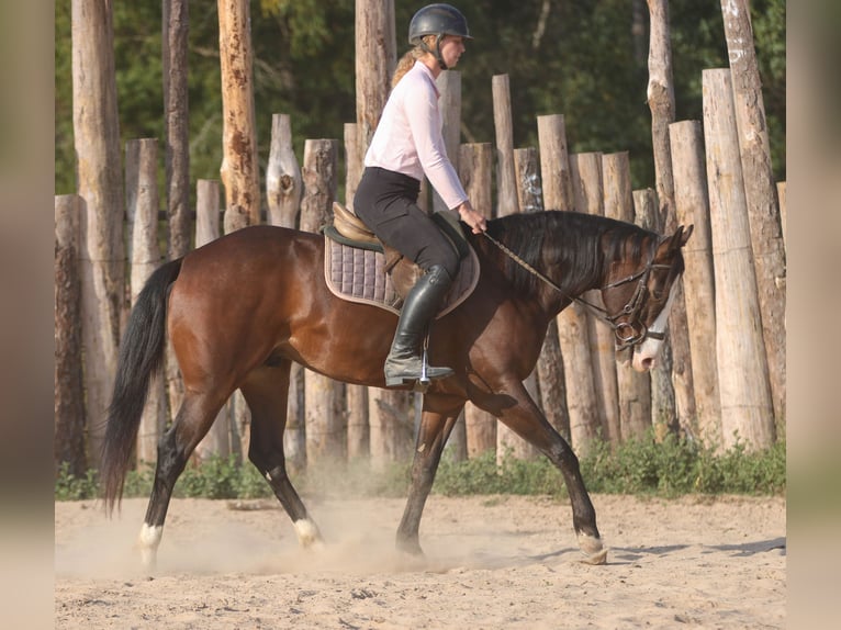 Paint Horse Hongre 4 Ans 152 cm Bai cerise in Athens Paint Horse Hongre 4 Ans 152 cm Bai cerise in Athens