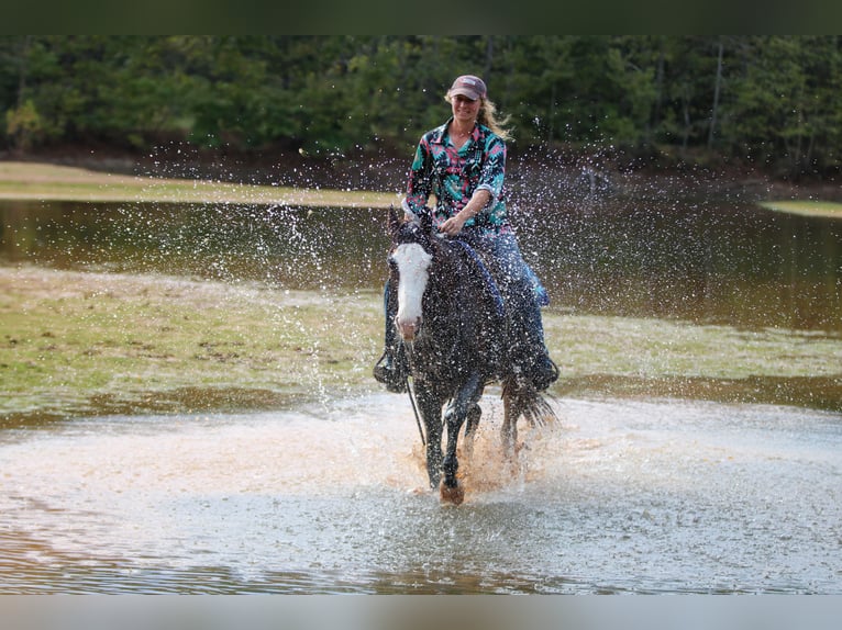 Paint Horse Hongre 4 Ans 152 cm Bai cerise in Athens Paint Horse Hongre 4 Ans 152 cm Bai cerise in Athens
